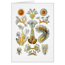 Bryozoa Cards