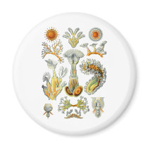 Bryozoa Refrigerator Magnet