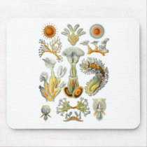 Bryozoa Mousepad