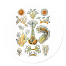 Bryozoa Sticker