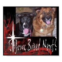 BSL Poster posters by pbocadmin BSL Poster posters