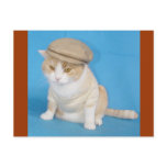 Bubba Kitty Postcards