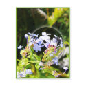 Bubble bee postcards