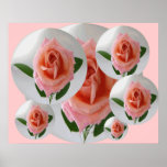 Bubbly Rose Poster