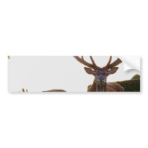 Buck  Bumper Sticker