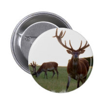 Buck  Button