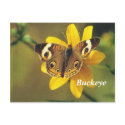 Buck eye postcard