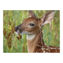 Buck fawn posters by ccnewby Buck fawn posters