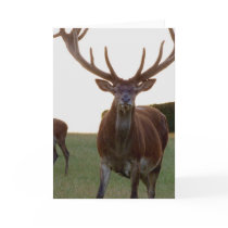 Buck  Greeting Card