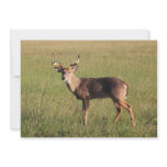 Buck Invitation Cards