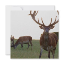 Buck Invitations