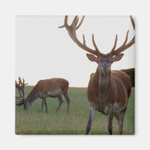 Buck  Magnet