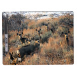 Buck mule deer and fawns Dry-Erase whiteboard