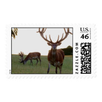 Buck Postage Stamp