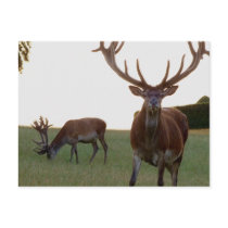 Buck  Postcards
