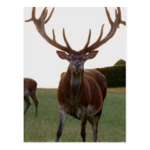 Buck  Postcards