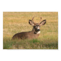 Buck print