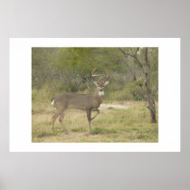 Buck. posters
