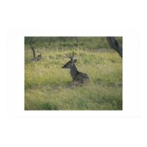 Buck. posters