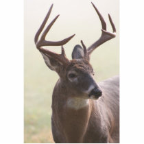Buck Shot photo sculptures