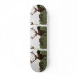 Buck Skateboard