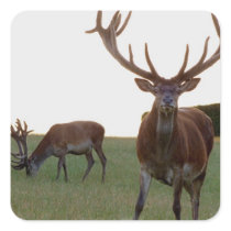 Buck  Stickers