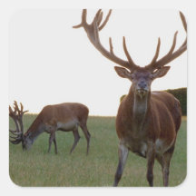 Buck  Stickers