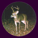 Buck White Tail Deer stickers