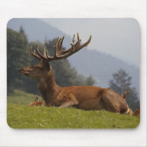 Buck with large antlers 433 mousepads