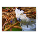 Bucket O' Cockatoo Card
