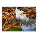Bucket O' Cockatoo cards by WaikoloaBill Bucket O' Cockatoo cards