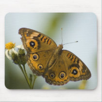 Buckeye Beauty mousepads