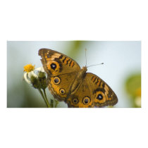 Buckeye Beauty photo cards by ChileMama Buckeye Beauty photo cards