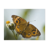 Buckeye Beauty Postcards