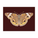 Buckeye butterfly ~ postcard