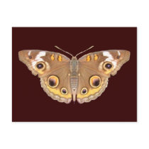 Buckeye butterfly ~ postcard