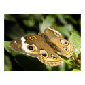 Buckeye Butterfly Poster Print print