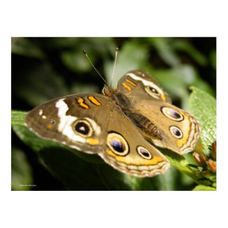 Buckeye Butterfly Poster