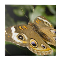 Buckeye Butterfly Tiles
