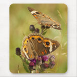 Buckeye Duo ~ Buckeye Butterfly Mouse pad