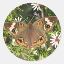 Buckeye on Asters Sticker