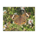 Buckeye Postcard by naturegirl7 Buckeye Postcard
