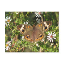Buckeye Postcard