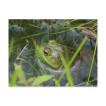 Buckfield Frog postcards by emagery Buckfield Frog postcards