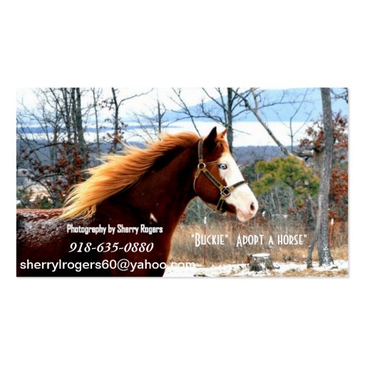 " Buckie"  Adopt a horse Business Card (front side)