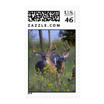 Bucks at Fence postage by KayWMiller Bucks at Fence postage