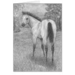 Buckskin filly cards