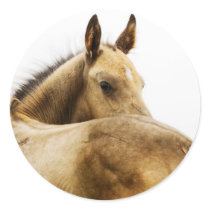 Buckskin Foal stickers
