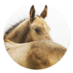Buckskin Foal stickers