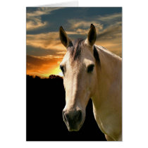 Buckskin horse sunset cards by deemac1 Buckskin horse sunset cards